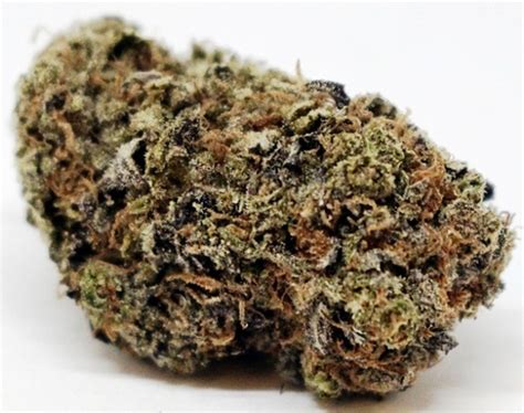 Versace Weed Strain Effects & Reviews 